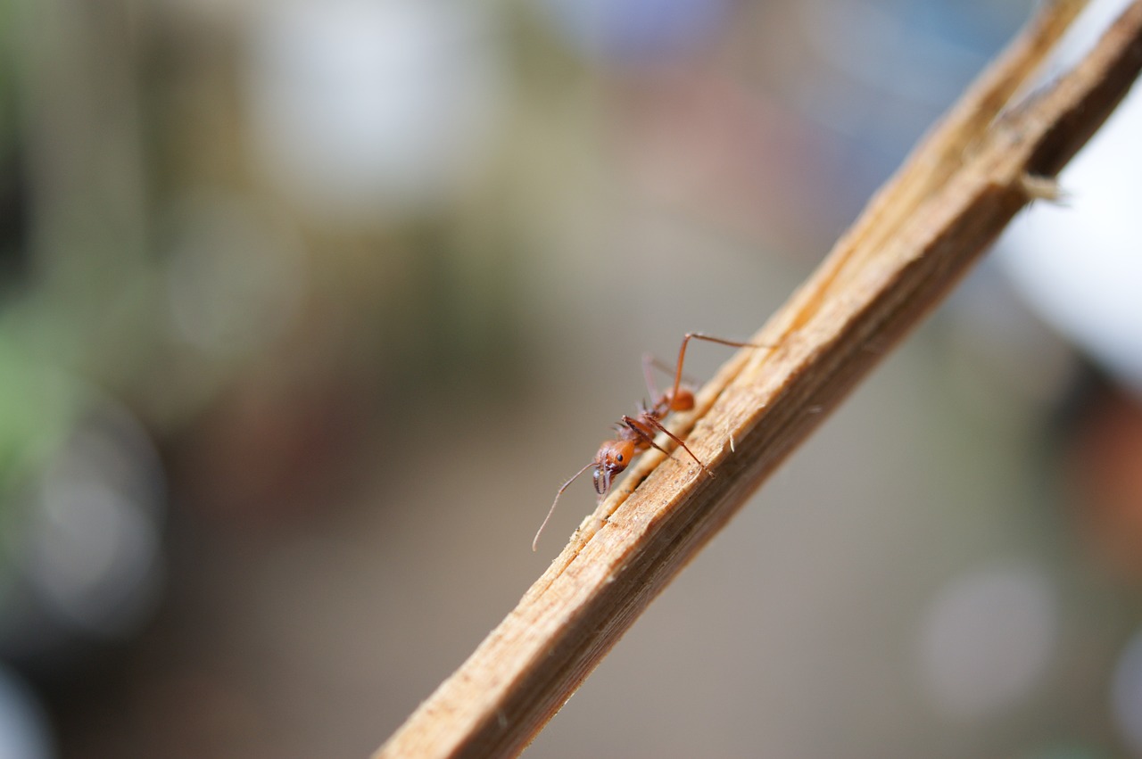 termite on wood